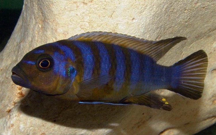 Maylandia sp. 'zebra long pelvic' Mdoka